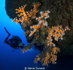 orange coral (Dendrophylia ramea), Alegranza, Canary Islands by Alexia Dunand 